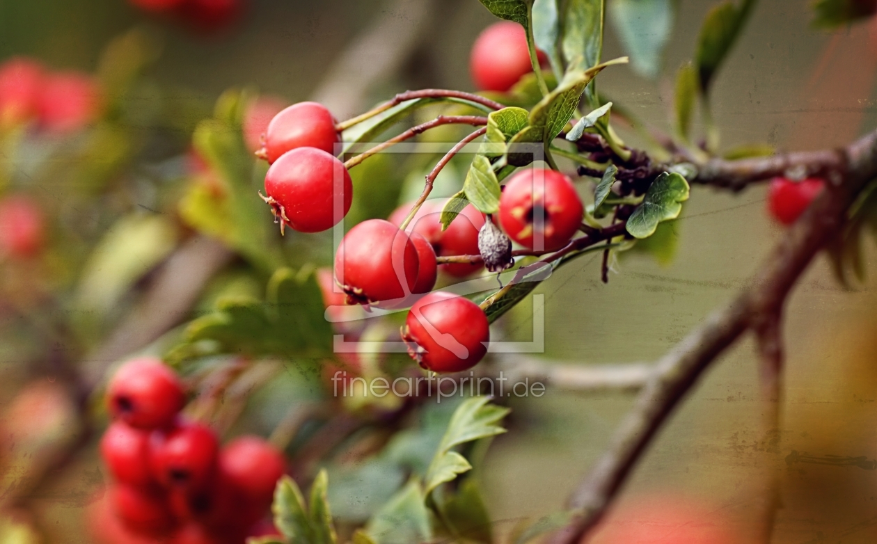 Bild-Nr.: 11328689 Beeren erstellt von youhaveadream