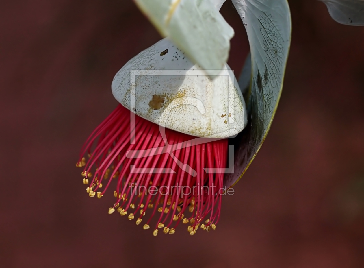 Bild-Nr.: 11328849 Eukalyptusblüte erstellt von youhaveadream