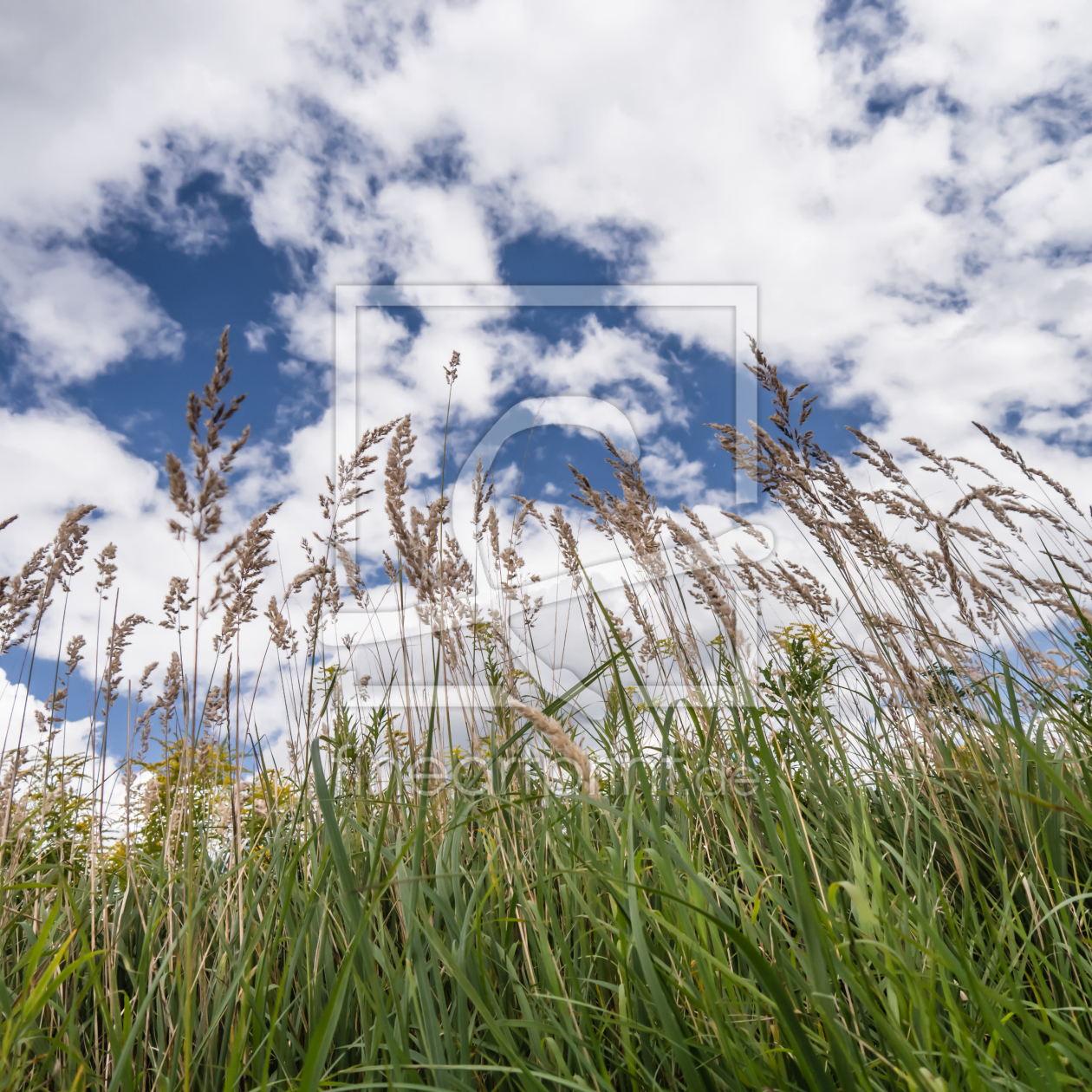 Bild-Nr.: 11329537 Gräser gegen den Sommerhimmel erstellt von SP10