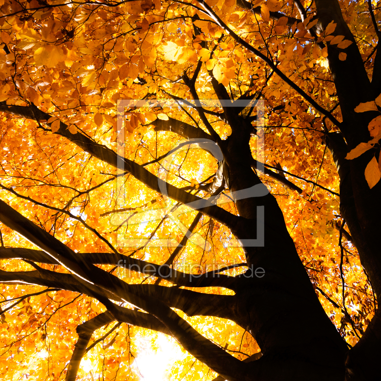 Bild-Nr.: 11329539 Herbstbaum erstellt von SP10