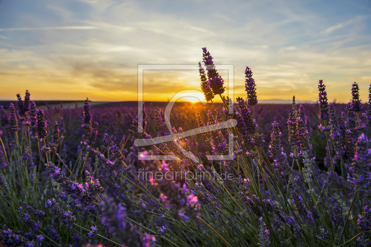 Bild-Nr.: 11329673 Lavendel 7 erstellt von danielschoenen