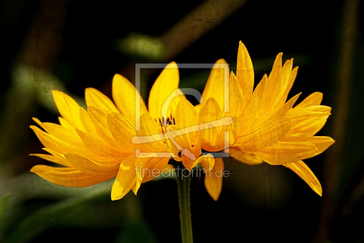 Bild-Nr.: 11330995 Sunflower erstellt von youhaveadream