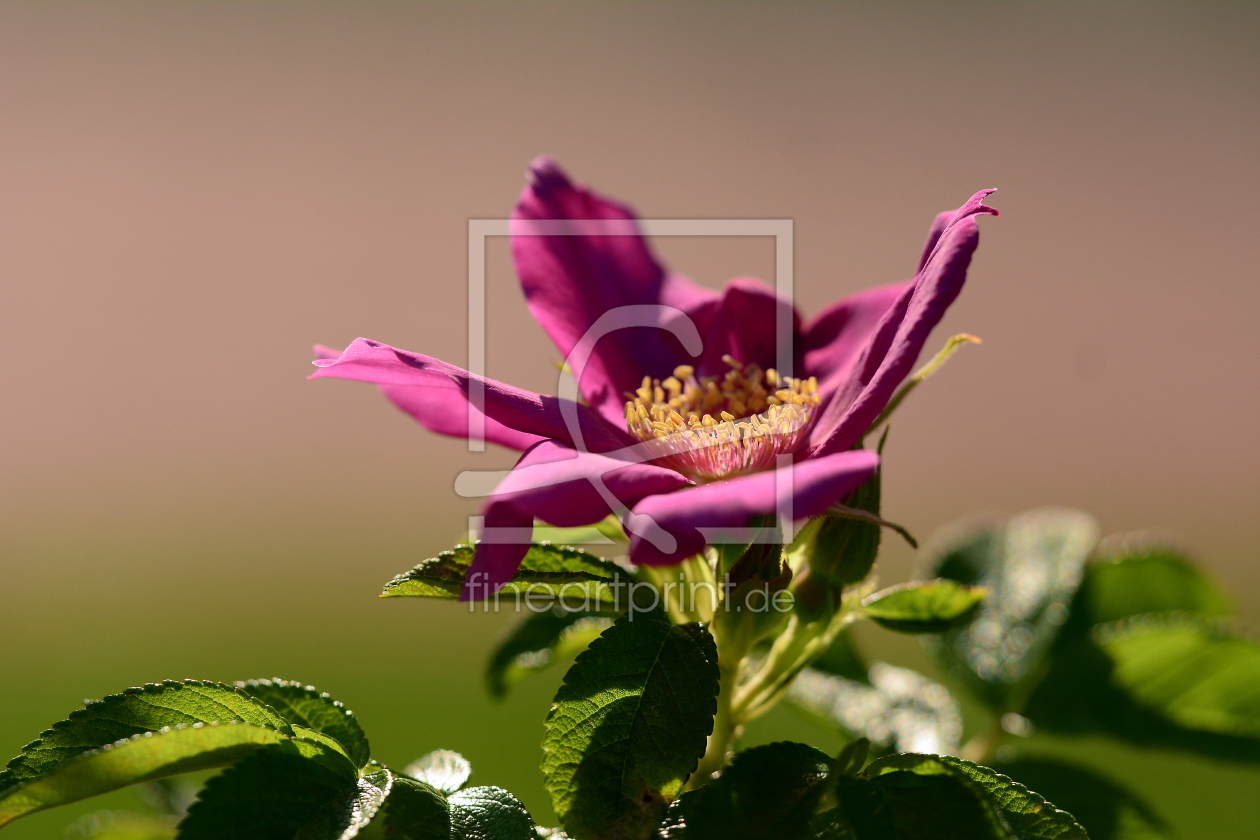 Bild-Nr.: 11333223 Heckenrosenblüte  erstellt von Ostfriese