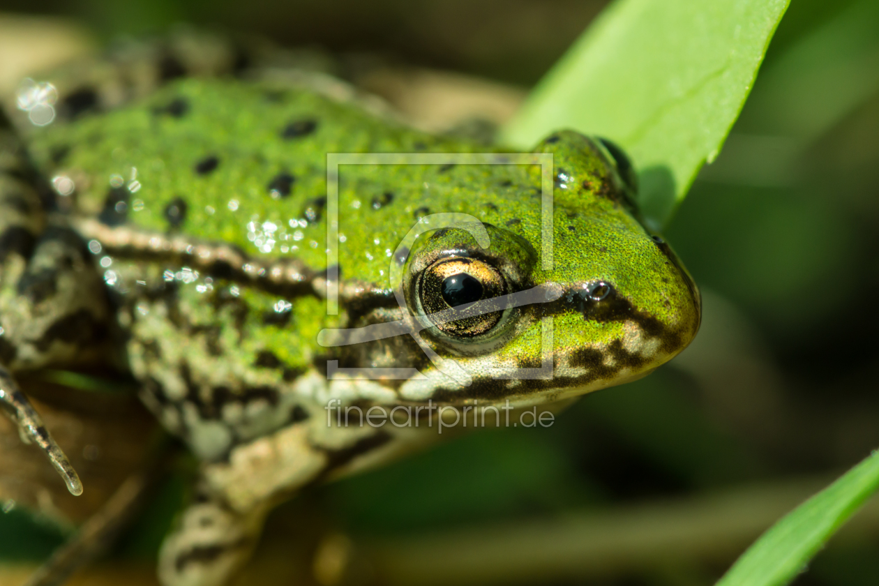 Bild-Nr.: 11333287 Frosch im Gras erstellt von KundenNr-269773