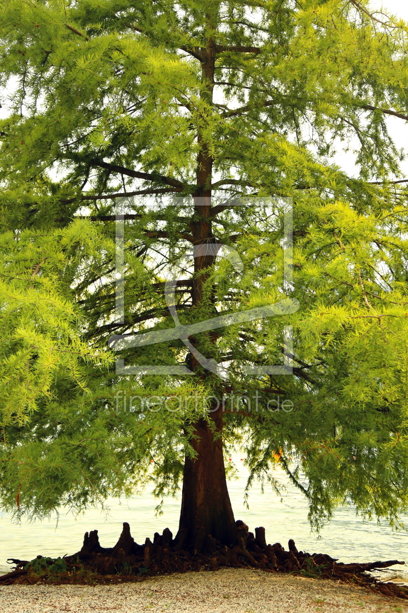 Bild-Nr.: 11334083 Baum erstellt von fotoping