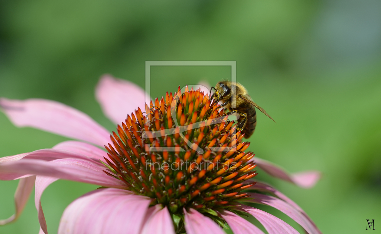Bild-Nr.: 11334141 Blume mit Biene erstellt von pamuk666