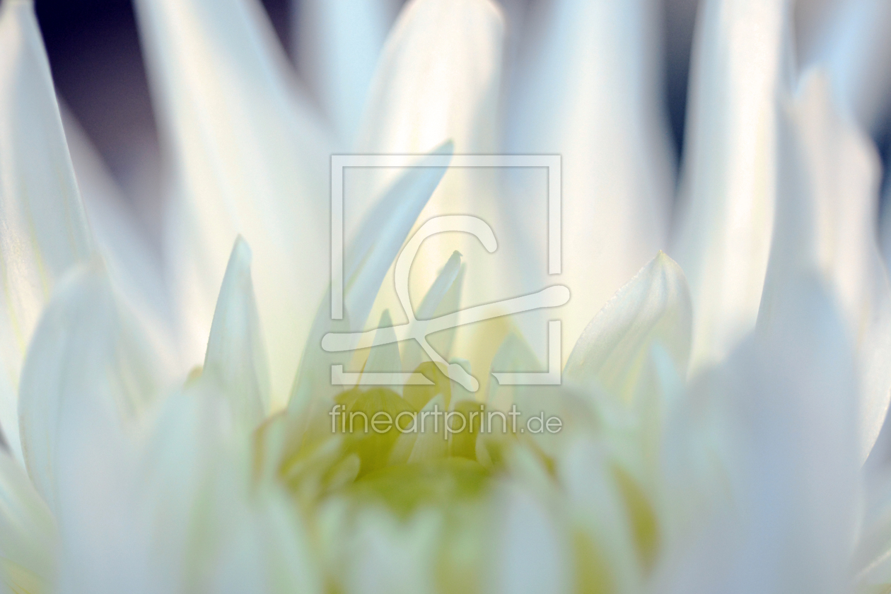 Bild-Nr.: 11334317 Die weiße Dahlienblüte erstellt von Ostfriese