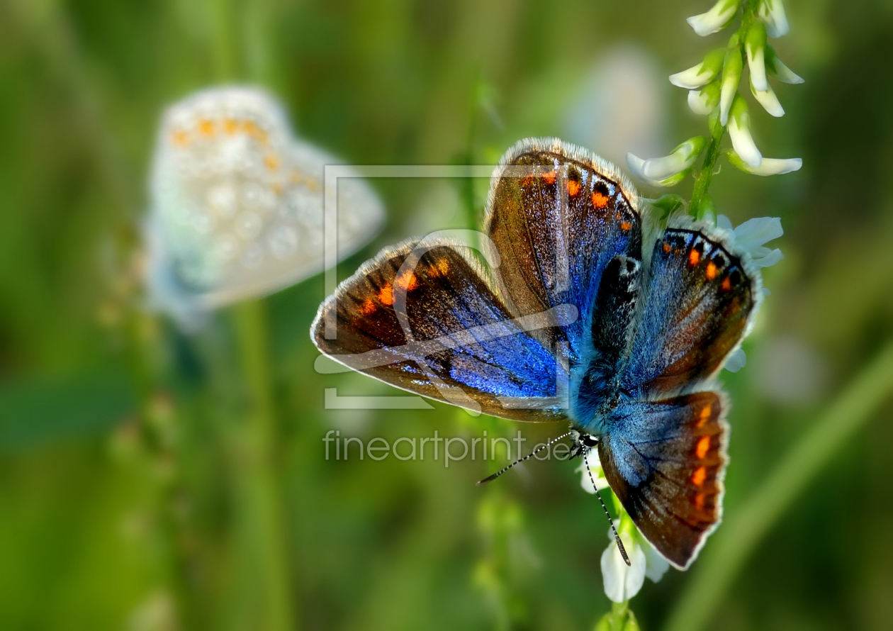 Bild-Nr.: 11334867 Schmetterlinge Bokeh erstellt von Julia Delgado