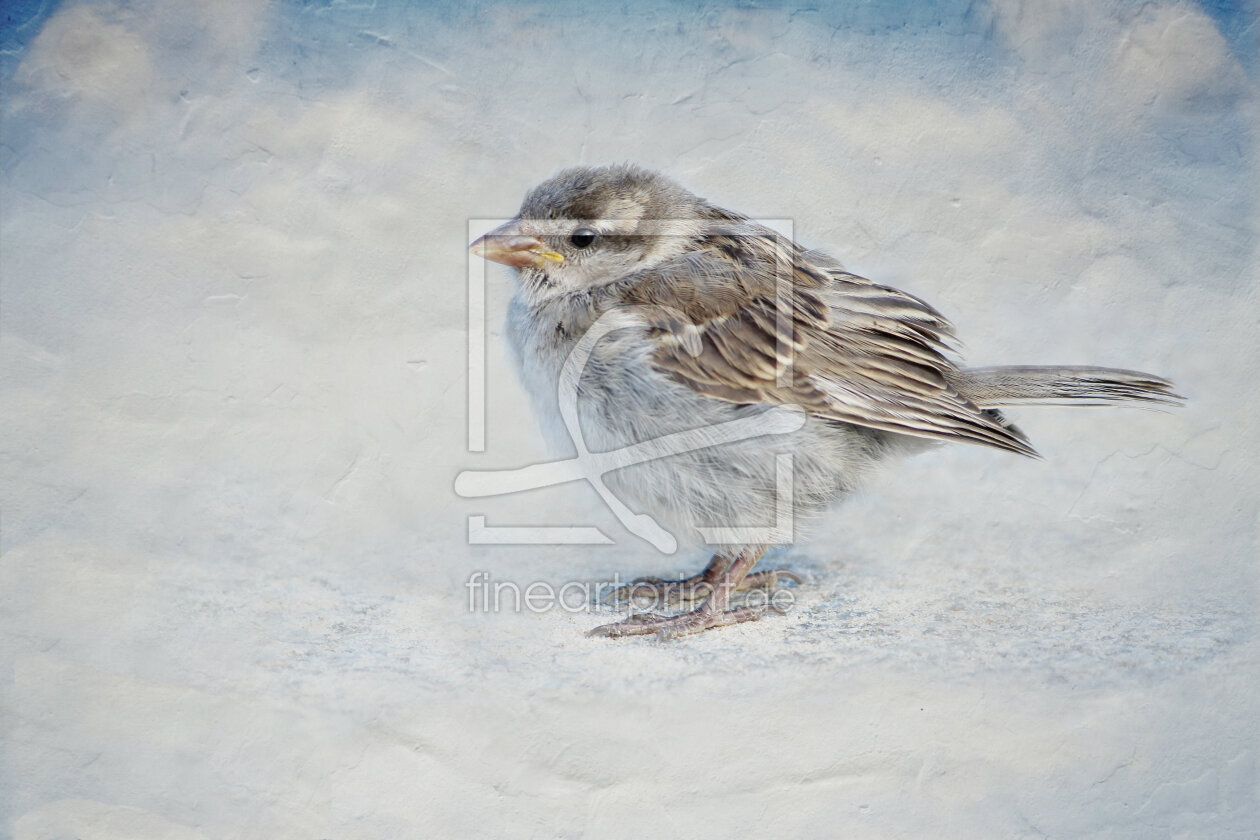 Bild-Nr.: 11335109 Kleiner Freund erstellt von Heike  Hultsch
