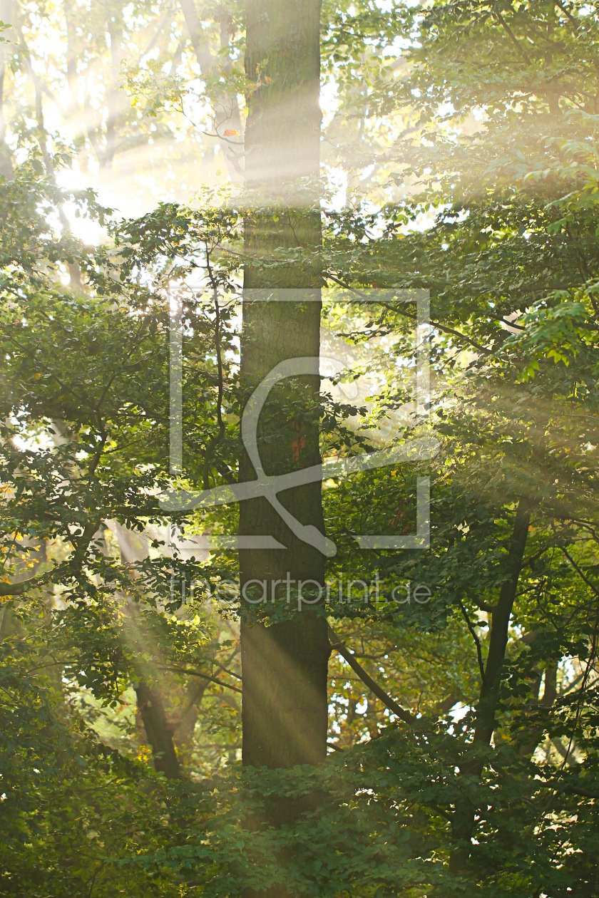 Bild-Nr.: 11336223 Licht erstellt von falconer59