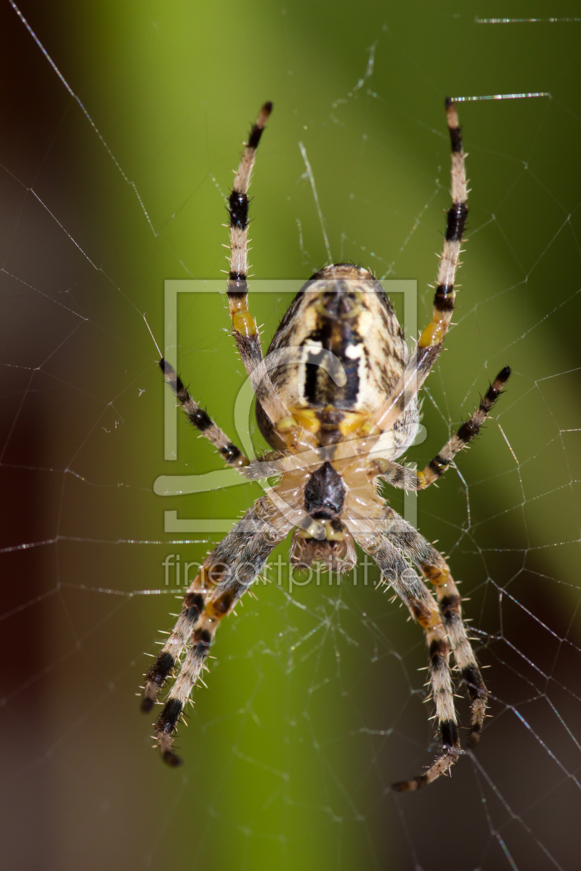 Bild-Nr.: 11336355 Spinne im Netz erstellt von KundenNr-269773