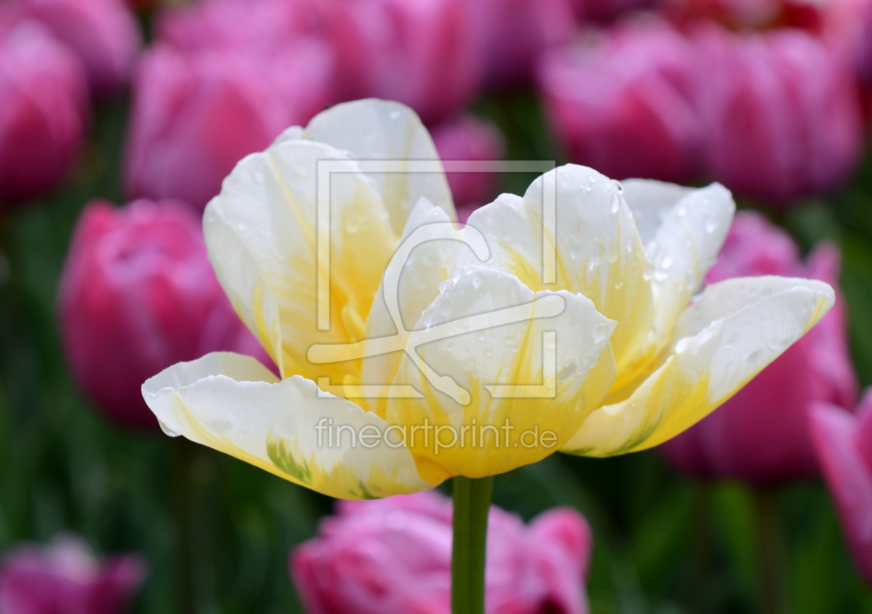 Bild-Nr.: 11336385 Tulpenleuchten erstellt von GUGIGEI