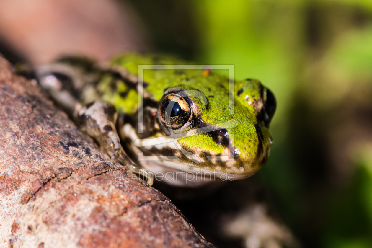 Bild-Nr.: 11336583 grüner Frosch erstellt von KundenNr-269773