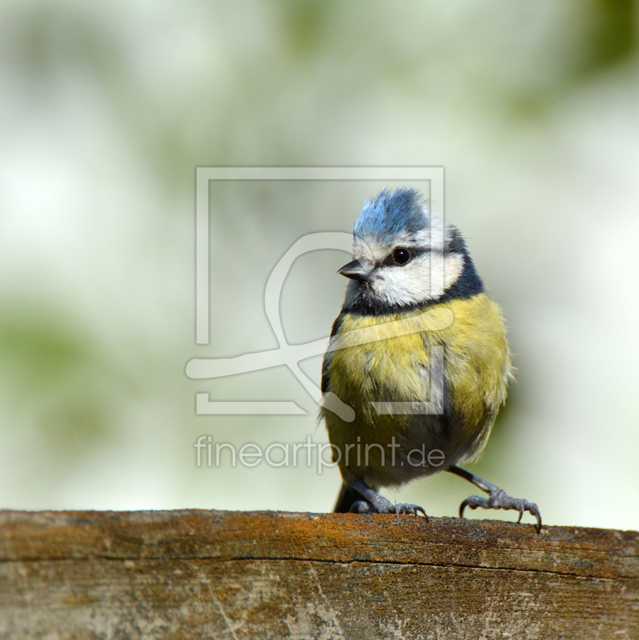 Bild-Nr.: 11337021 Blaumeise erstellt von GUGIGEI