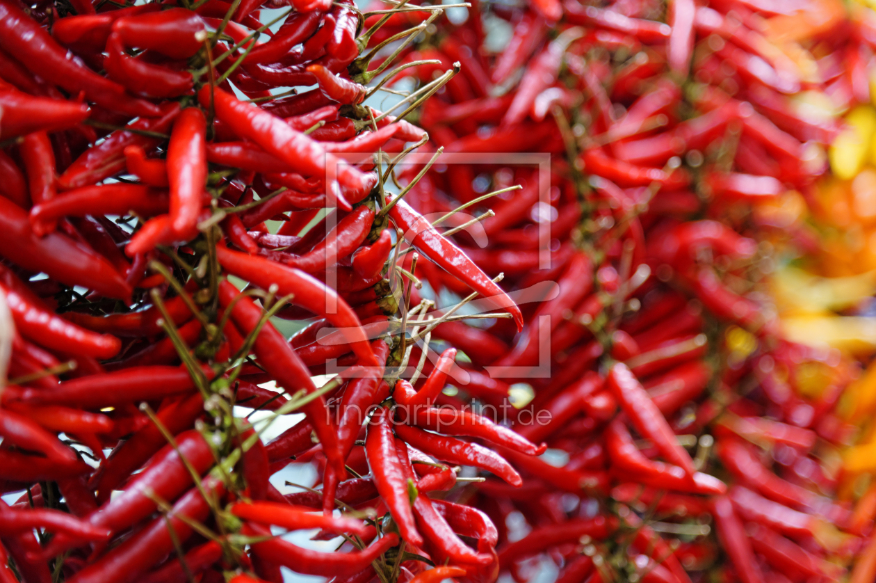 Bild-Nr.: 11337279 chili feurig rot und scharf erstellt von ralf werner froelich