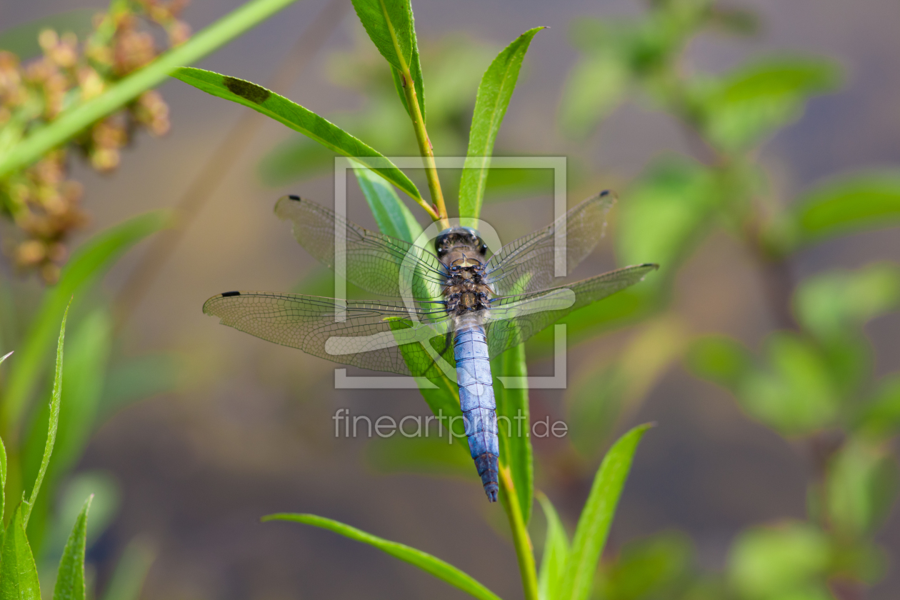 Bild-Nr.: 11337861 blaue Libelle erstellt von KundenNr-269773