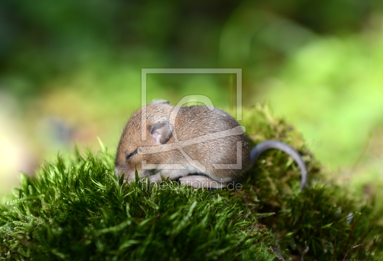 Bild-Nr.: 11337941 MiniMaus erstellt von GUGIGEI