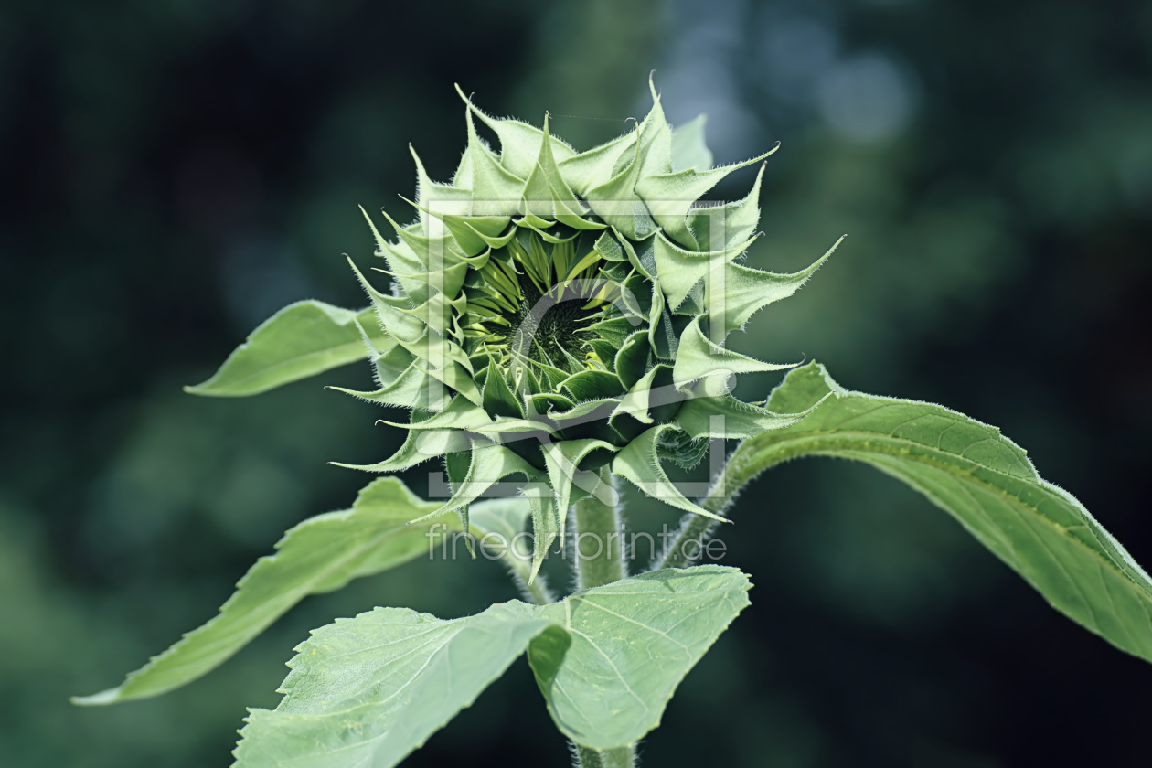 Bild-Nr.: 11337951 Tournesol erstellt von youhaveadream