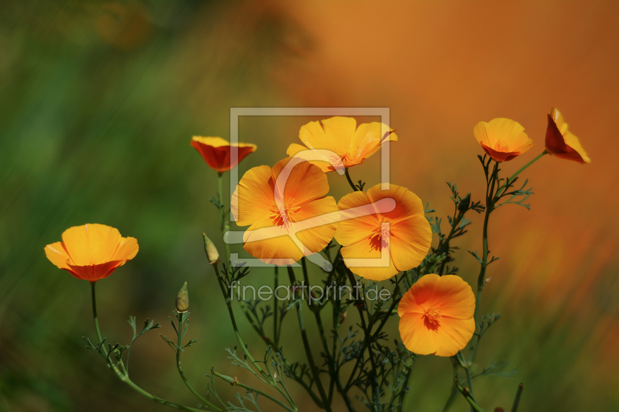 Bild-Nr.: 11338547 Der Kalifornischer Mohn erstellt von Ostfriese