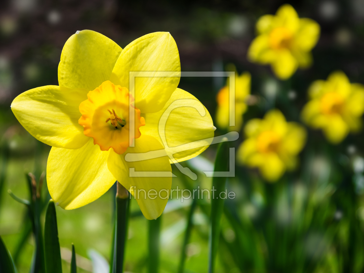 Bild-Nr.: 11340423 Narzissen im Frühling erstellt von SP10