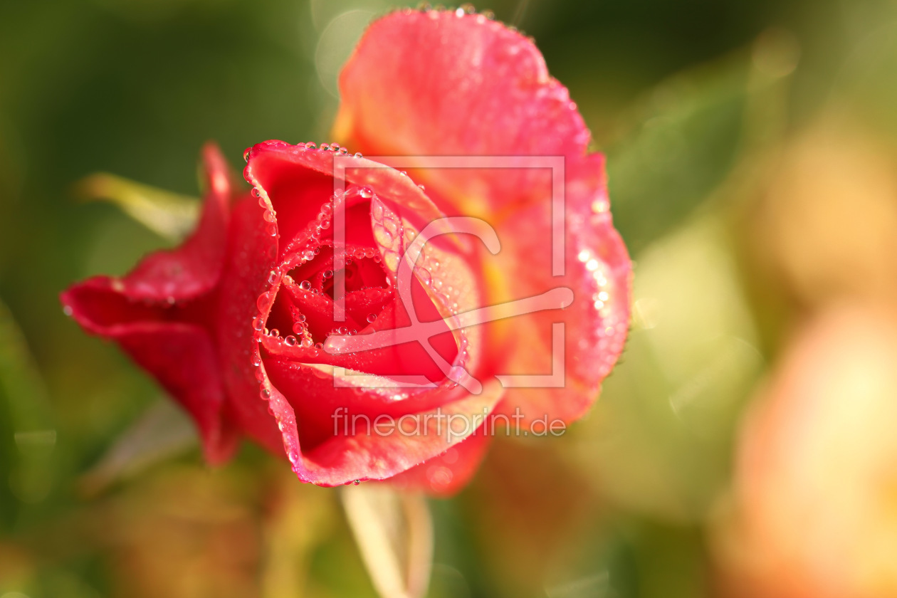 Bild-Nr.: 11340582 Another Rose erstellt von falconer59