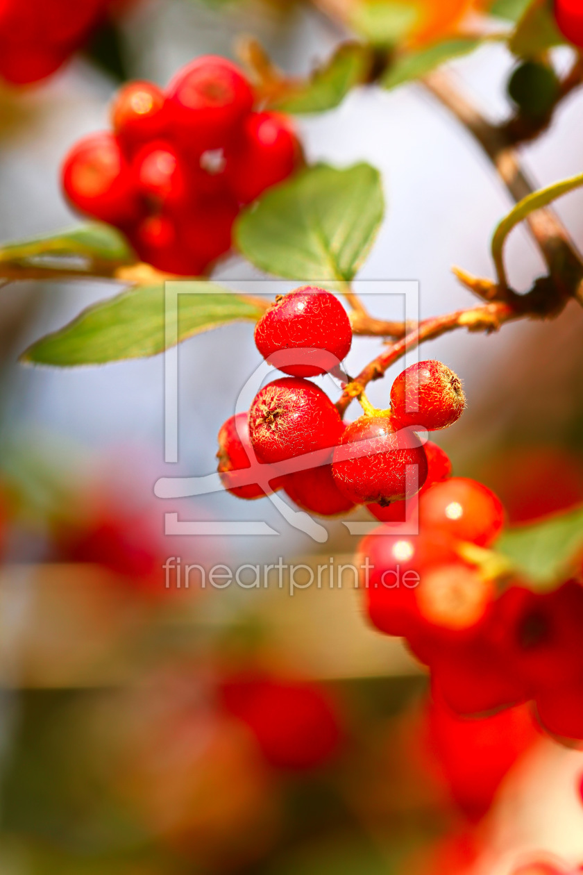 Bild-Nr.: 11340596 Cotoneaster erstellt von falconer59