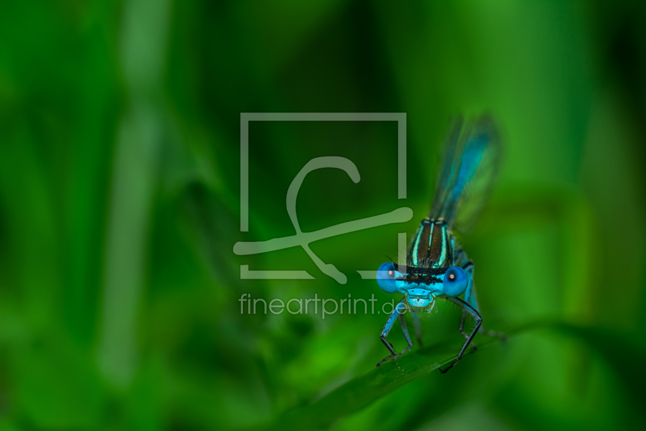 Bild-Nr.: 11342374 Hufeisen-Azurjungfer - Coenagrion puella erstellt von Richard-Young