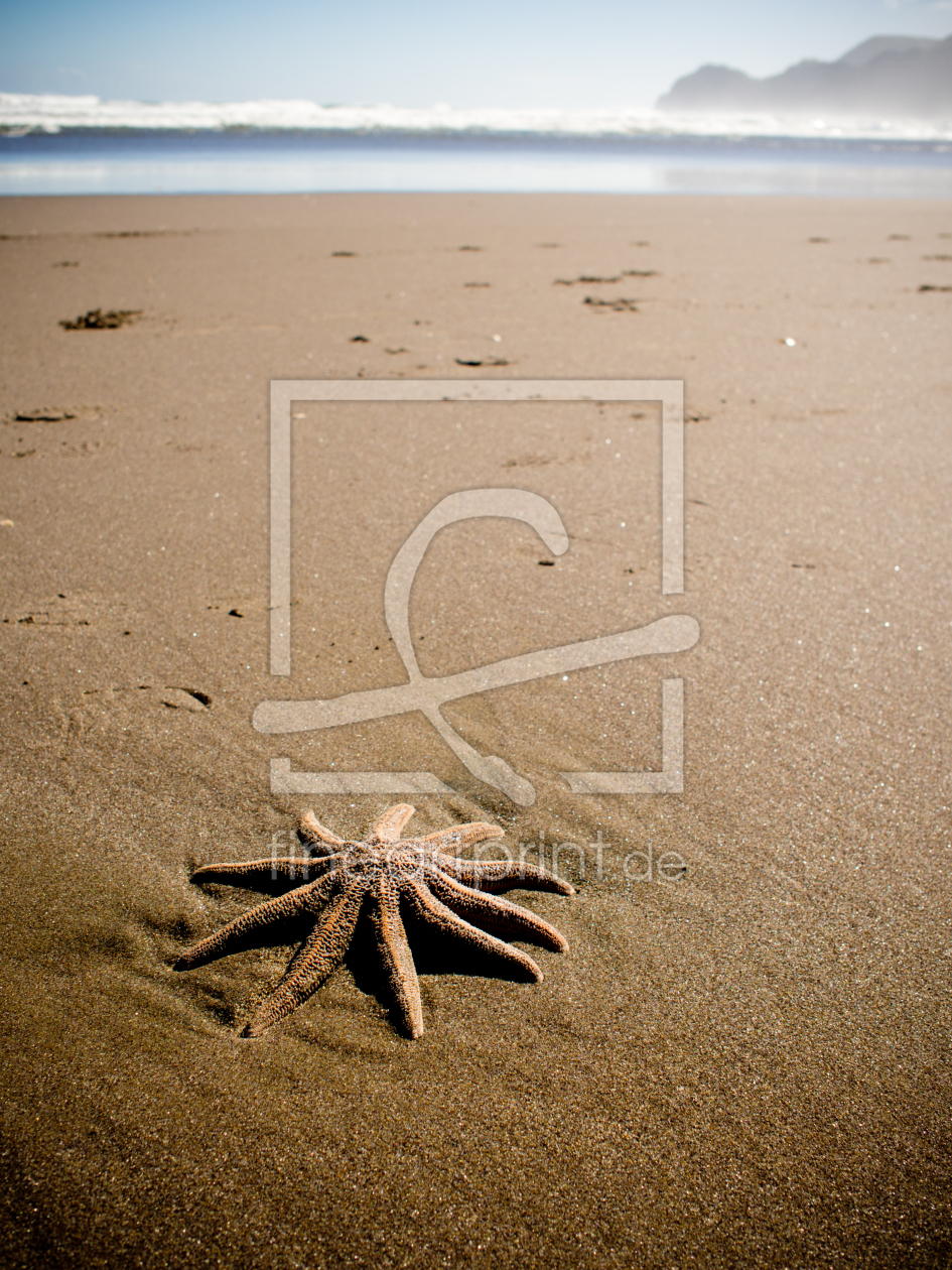 Bild-Nr.: 11342572 Seestern am Strand in Neuseeland erstellt von mao-in-photo