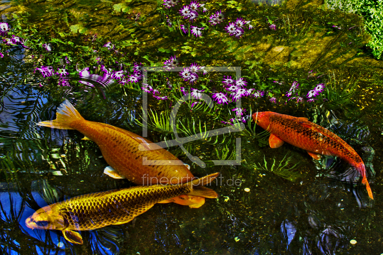 Bild-Nr.: 11343134 Koi Bild-Nr.: 11343134 Koi erstellt von Fotochris71