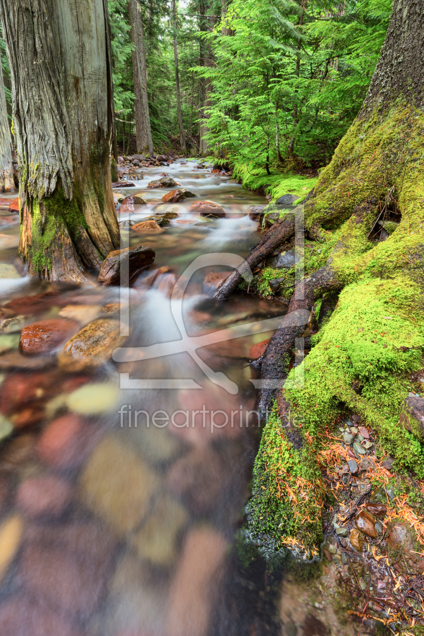 Bild-Nr.: 11343186 Jackson Creek - Glacier NP Montana, USA erstellt von TomKli