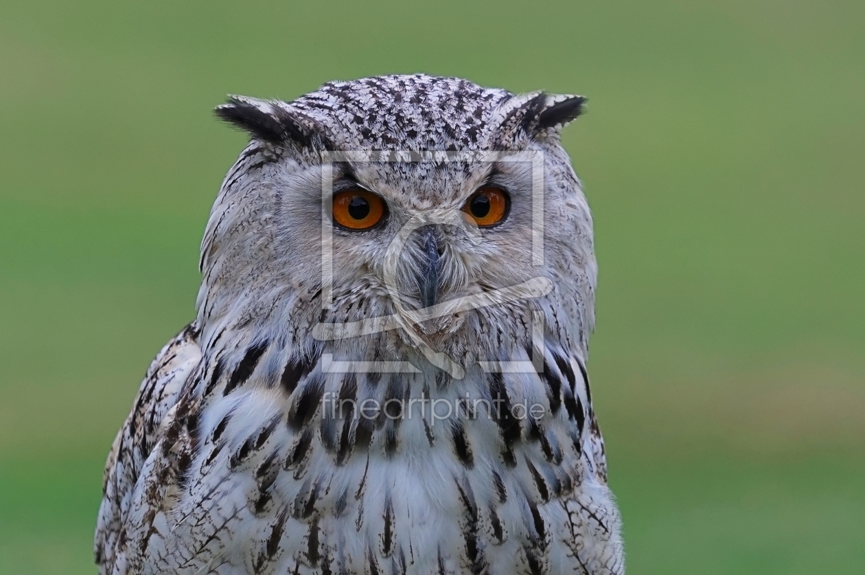 Bild-Nr.: 11343660 Schneeeule erstellt von Taunusbilder