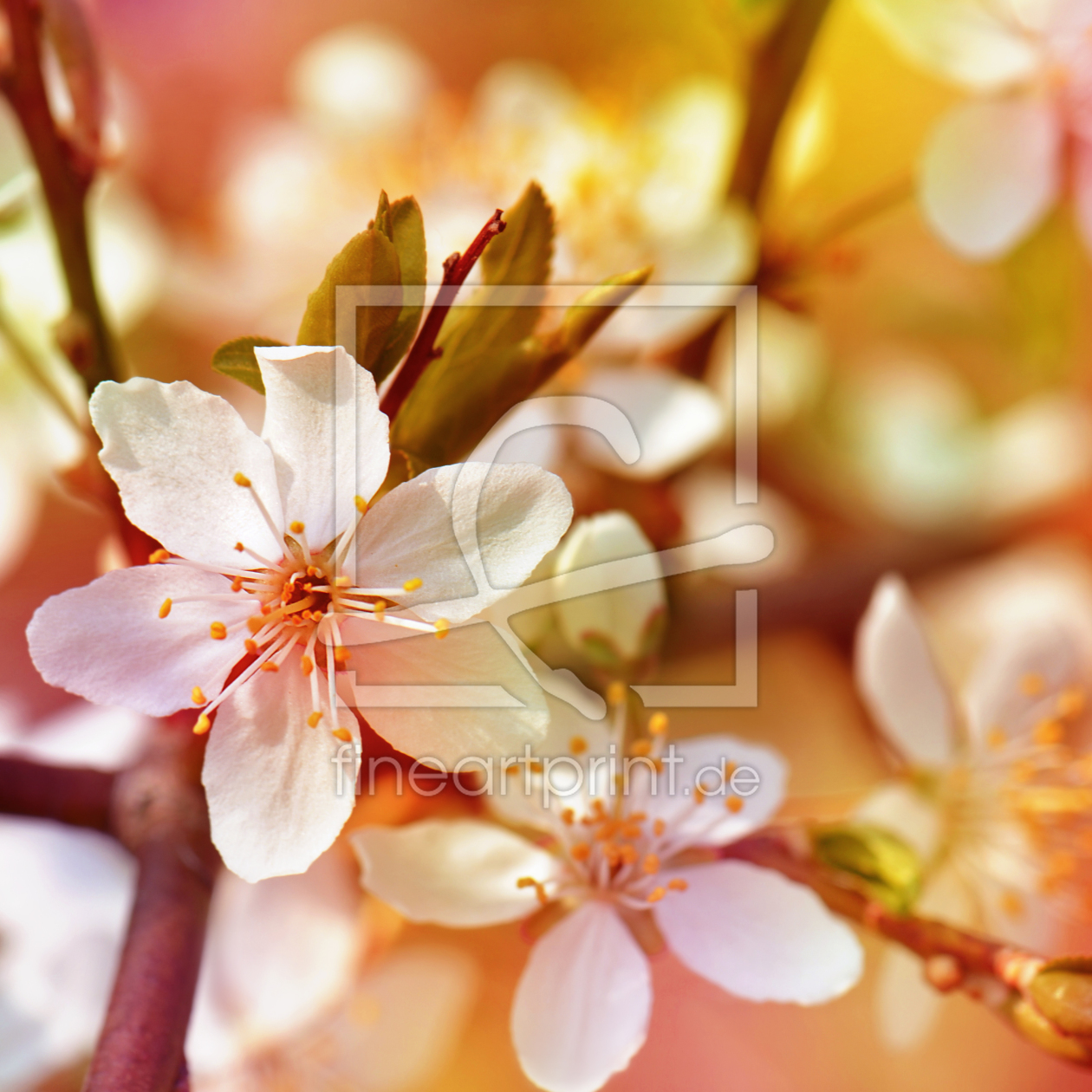 Bild-Nr.: 11345652 Frühling erstellt von Atteloi