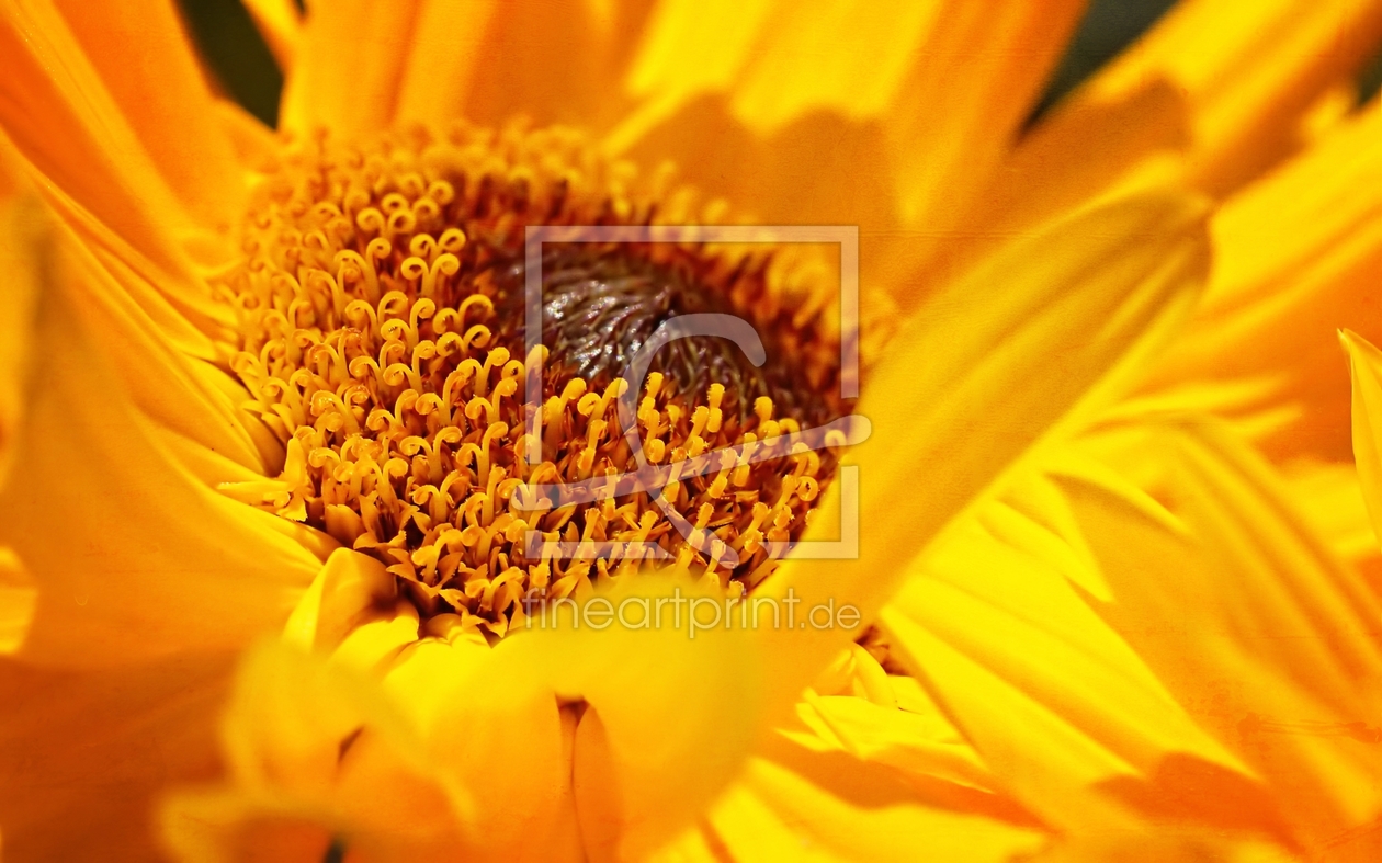 Bild-Nr.: 11346124 Sunflower erstellt von youhaveadream