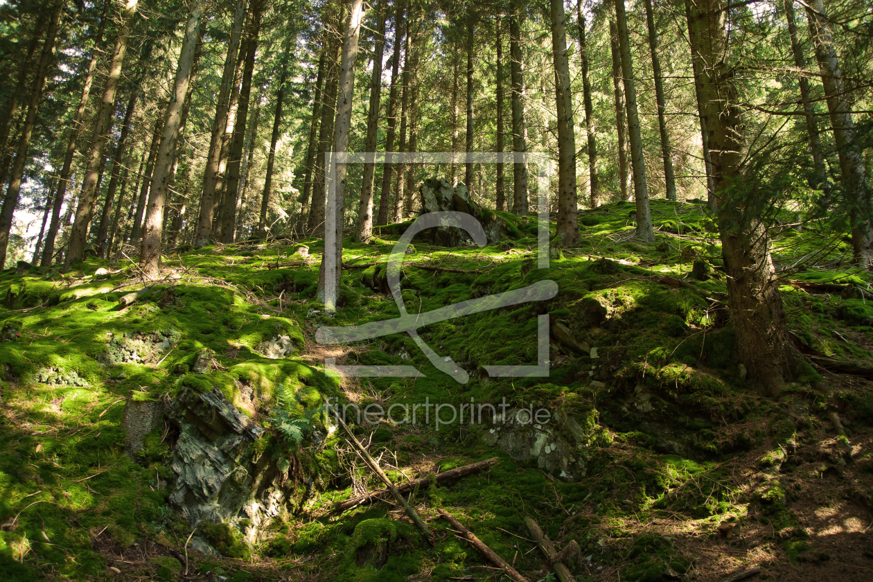 Bild-Nr.: 11346534 Moos Wald Aufstieg erstellt von FotoRaBe