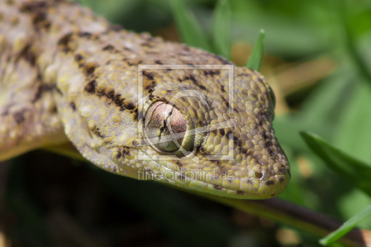 Bild-Nr.: 11347722 Gecko erstellt von KundenNr-269773