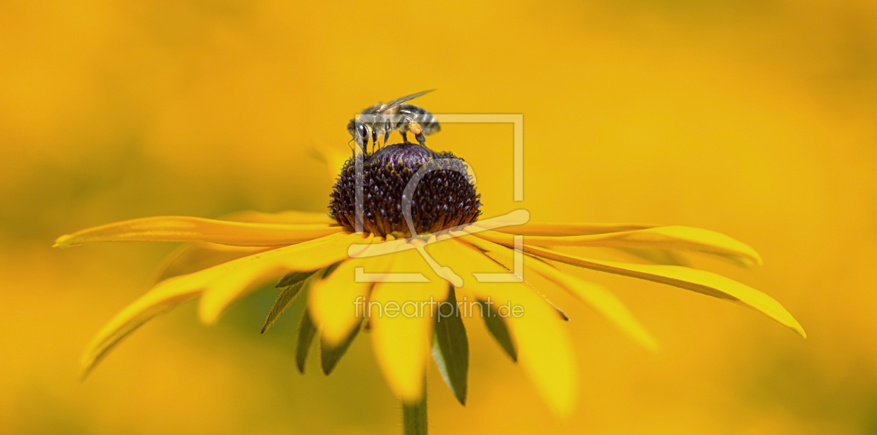 Bild-Nr.: 11348720 Biene erstellt von Tex