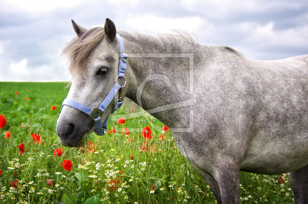 Bild-Nr.: 11349580 Welshpony erstellt von Angela  Dölling