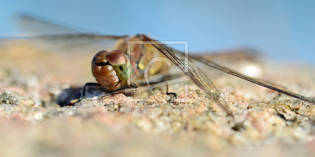 Bild-Nr.: 11350852 Gemeine Heidelibelle erstellt von Ostfriese