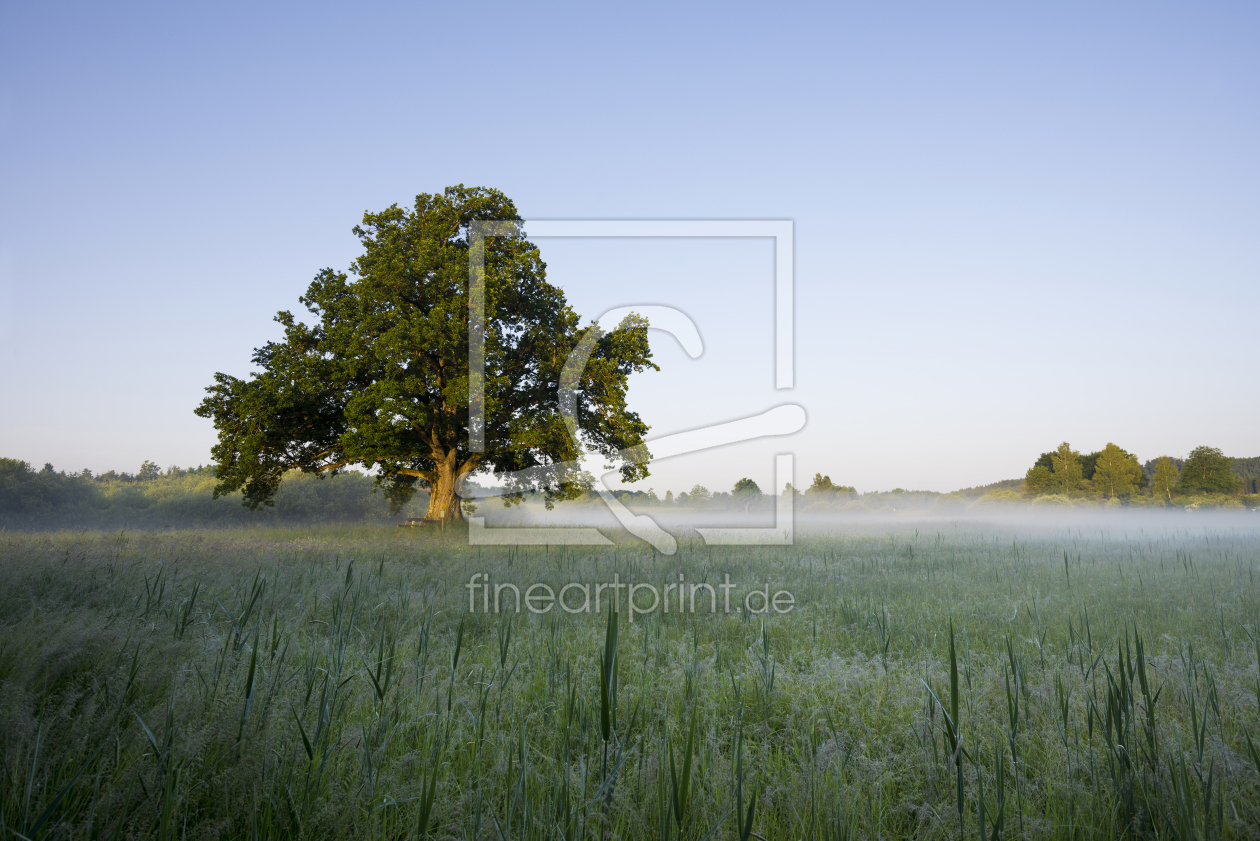 Bild-Nr.: 11351860 Herbstmorgen erstellt von danielschoenen