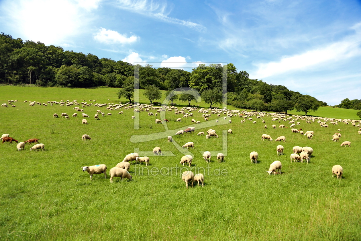 Bild-Nr.: 11352142 Schafherde erstellt von fotoping