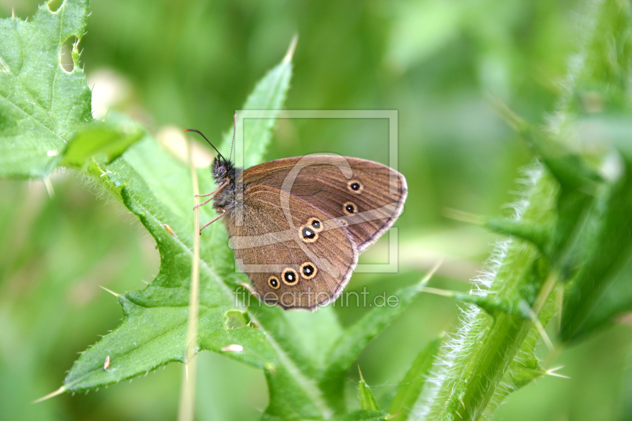 Bild-Nr.: 11352208 Brauner Waldvogel erstellt von mobil-foto-de