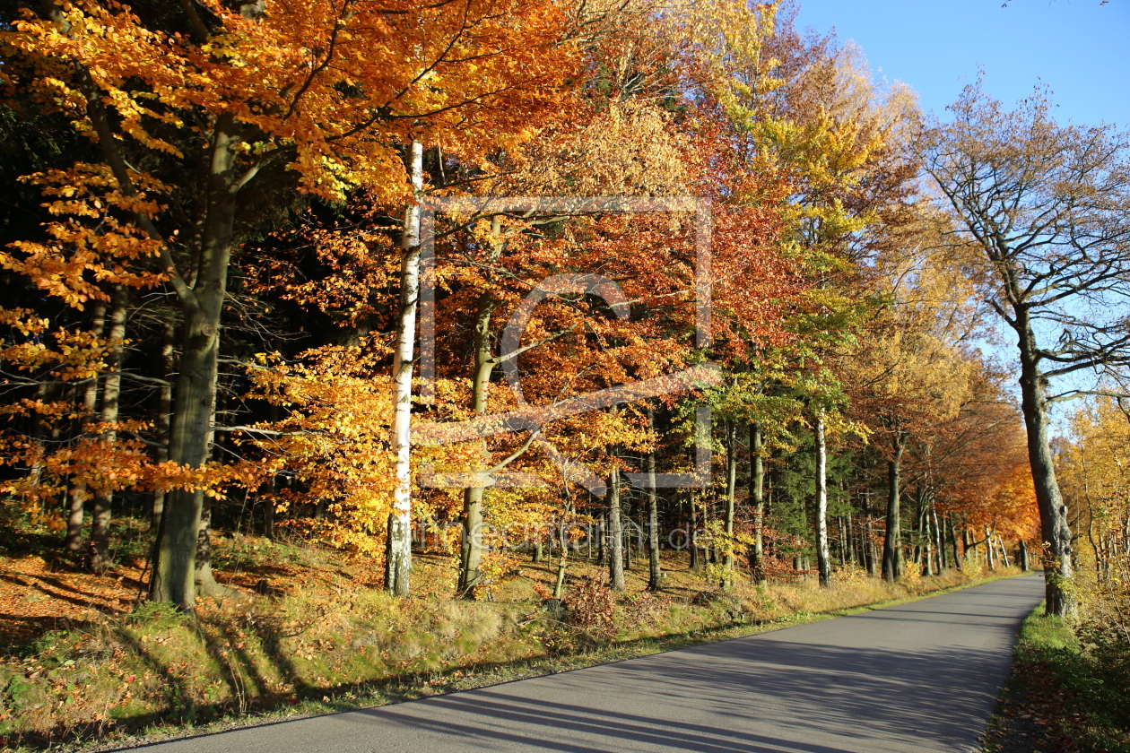 Bild-Nr.: 11352224 Herbstwald erstellt von mobil-foto-de