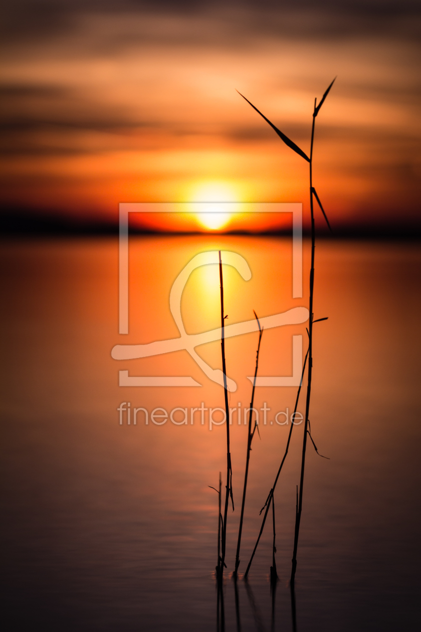 Bild-Nr.: 11353922 Schilf im Sonnenuntergang erstellt von Blendenfabrik