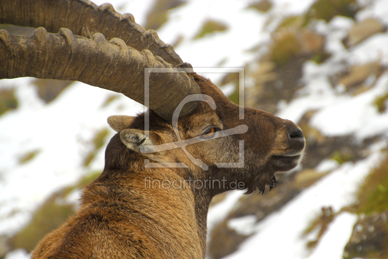 Bild-Nr.: 11353934 Steinbock II erstellt von spinatfrosch