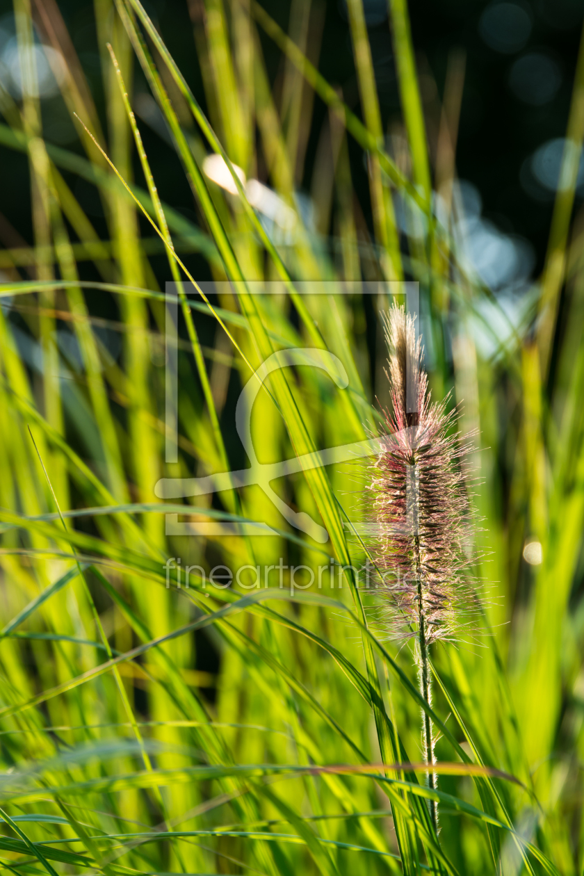 Bild-Nr.: 11355382 Gras erstellt von Richard-Young