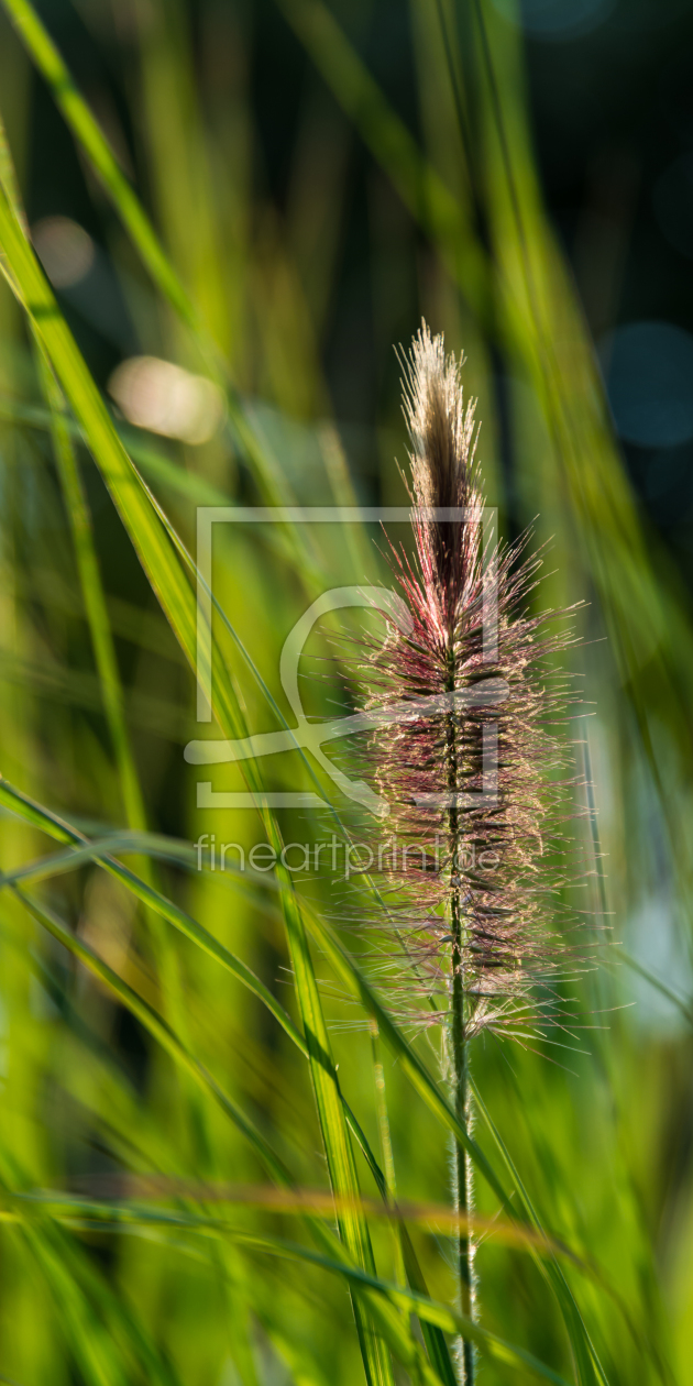 Bild-Nr.: 11356336 Gras erstellt von Richard-Young