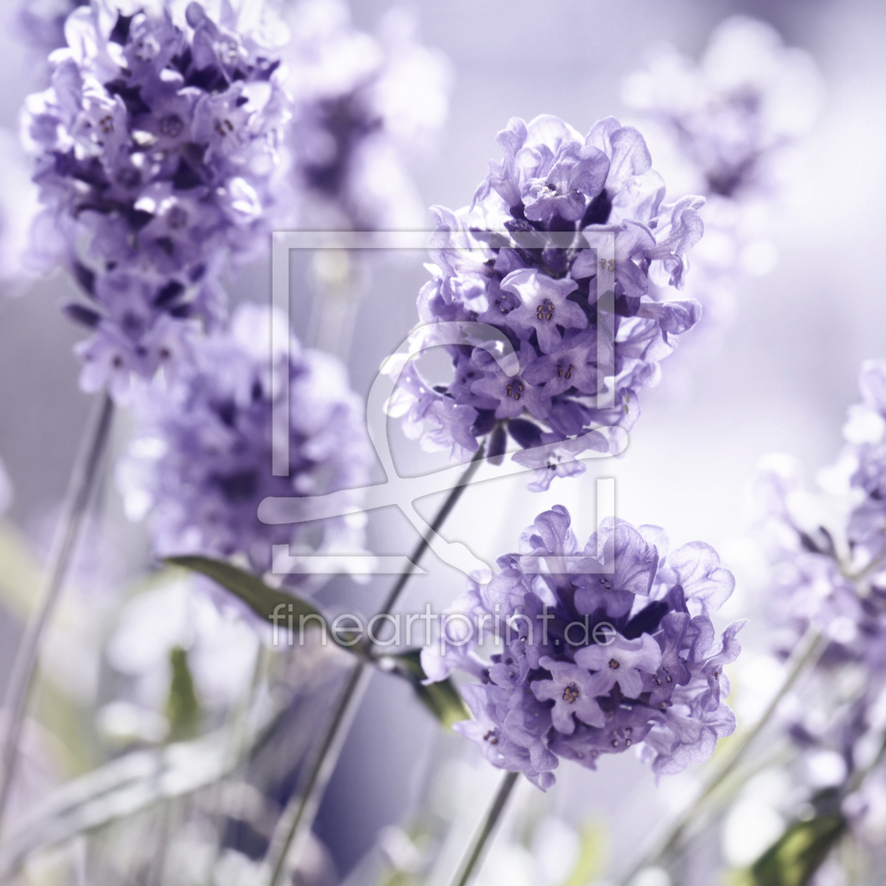 Bild-Nr.: 11356746 Lavendel erstellt von Atteloi