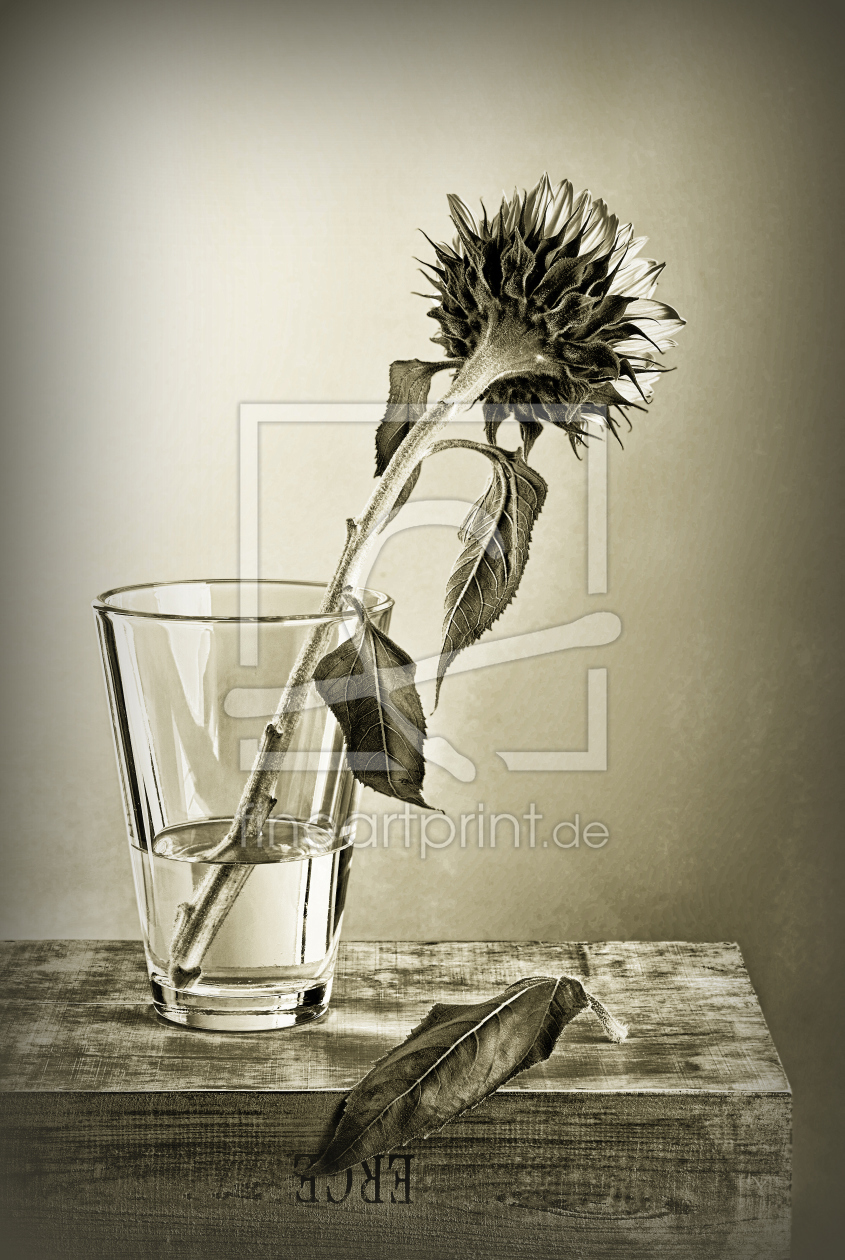 Bild-Nr.: 11356796 sunflower  erstellt von Rolf Eschbach