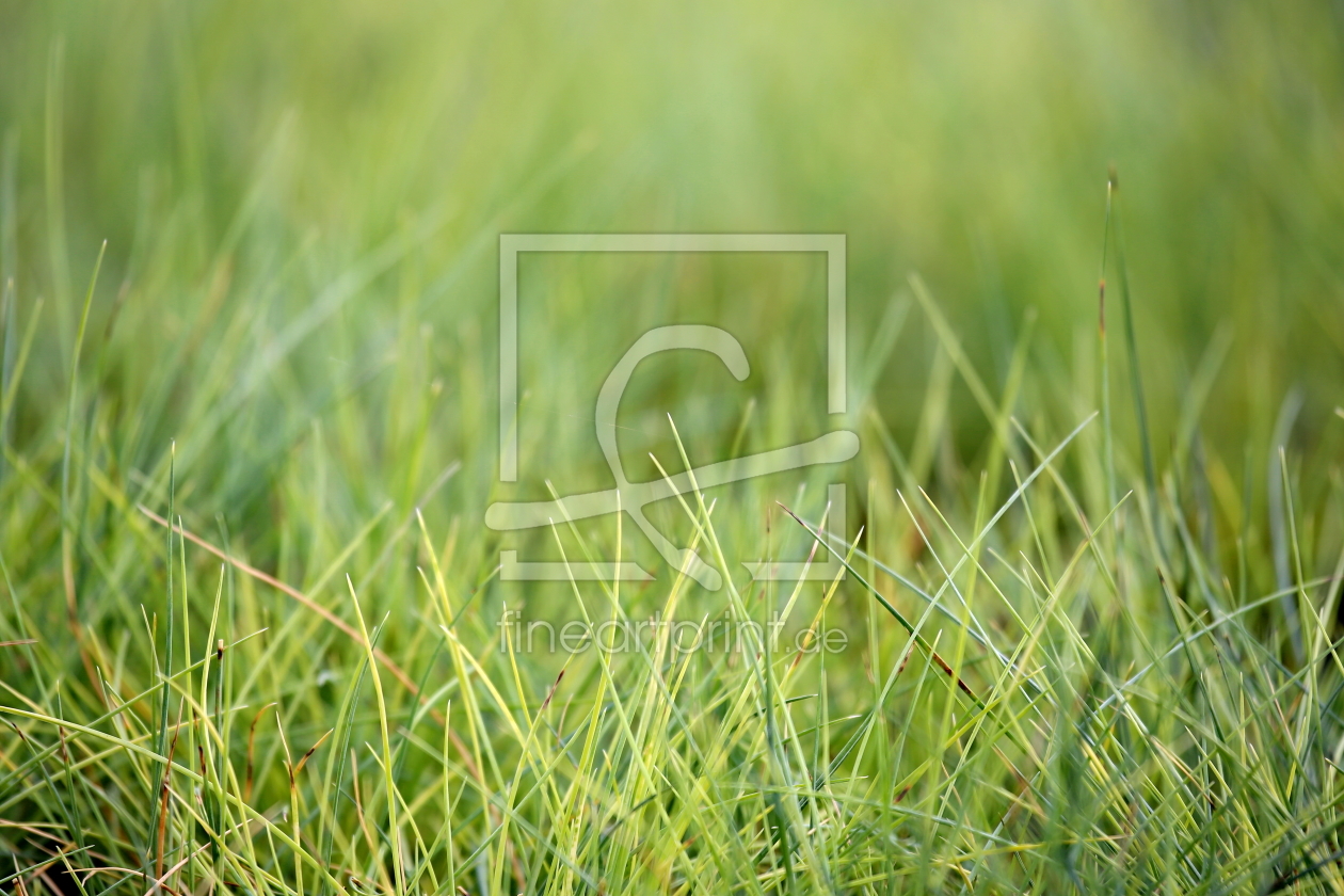 Bild-Nr.: 11357310 Gras erstellt von fotoping