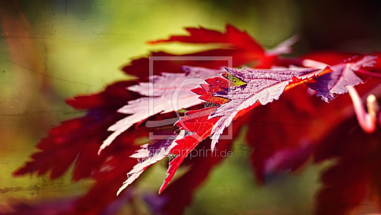 Bild-Nr.: 11358354 Leaves erstellt von youhaveadream